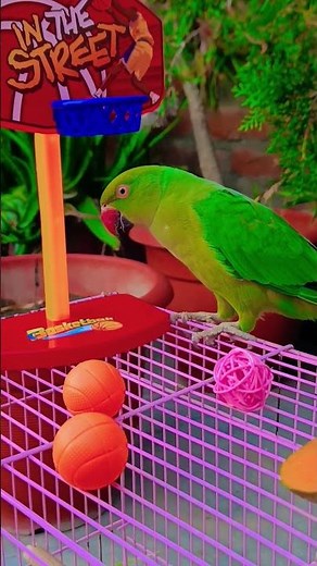 🦜 Funny Talking Parrot Moments 😂 | Cute Pet Bird Compilation