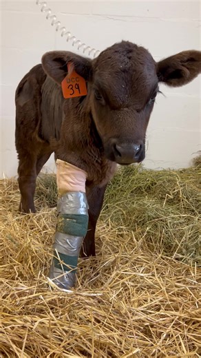 2.3M views · 97K reactions | Just over two weeks ago we helped rescue...