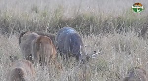 26K views · 3.1K reactions | Eastern Swamp Deer | Kaziranga National Park & Tiger Reserve | Facebook