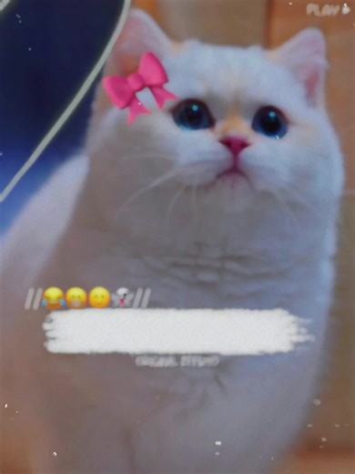 Tag Your Best Friend🙂😂😤#foryoupage❤️❤️ #funnyvideos😂 #poetry #catlover #original_zeesho