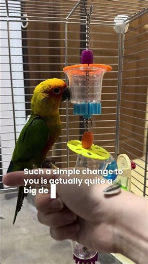 How to tame your bird (from scratch)