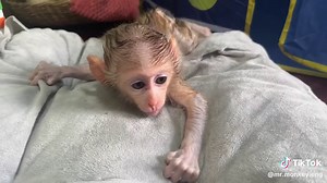 Adorable Baby Monkey Enjoys Bath Time