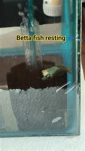 Betta Fish Sleeping on top of sponge filter #foryou #bettafish #aquarium
