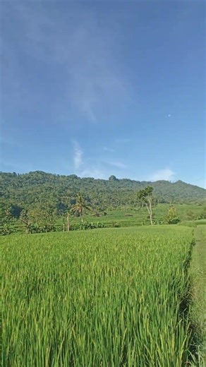 redmi note 10s x gcam parrot #redminote10s #redmi #gcamparrot #gcam #lihatgadget9