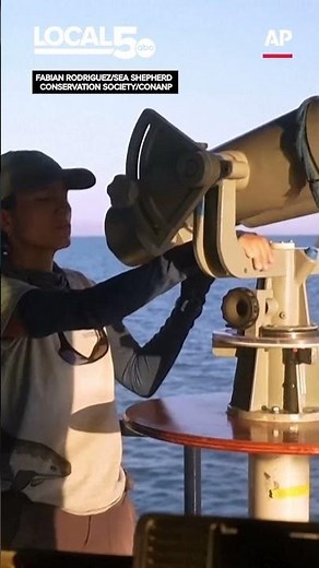 Scientists spot vaquita calves in Mexico, fueling hope for the world’s rarest marine mammal