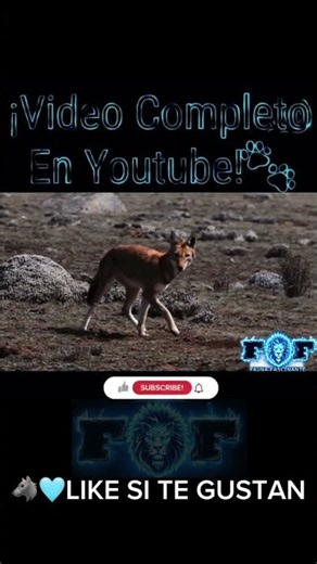 El Lobo que Lucha por No Extinguirse