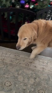 Morning Mommy!! #goldenretrievers #goldenretriever #funnyreels | Honey Bear Henry: The Golden Retriever