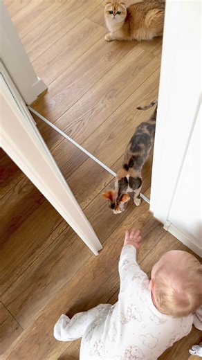 Kacperek i najnowsze przygody kotków