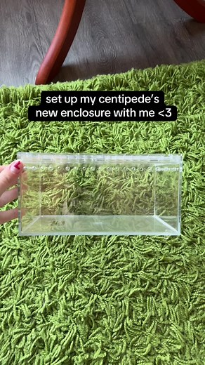 Setting Up a Bioactive Centipede Enclosure