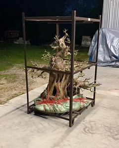 6.9K views · 471 reactions | Early delivery. Ficus microcarpa from China. #bonsai #art #bonsaitree #盆栽 #tropical #bonsaidesign #penjing #chineseimport #chinesetrees | Wigert's Bonsai Nursery | Facebook