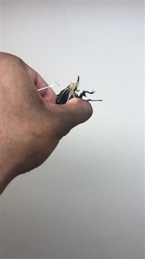 Male Giant African Flower Beetle Flying in Slow Motion