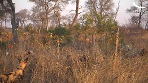 4.2M views · 5.1K reactions | African Wild Dogs vs. Spotted Hyenas -...