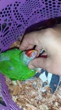 Angry Rio#viral #reels #parrot