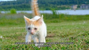 The American Curl