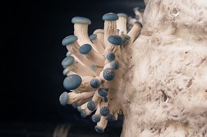 How To Grow Mushrooms: The Ultimate Guide | GroCycle