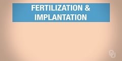 Fertilization and Implantation