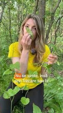 Usturoița (Alliaria petiolata) – planta detox care curăță organismul și plămânii