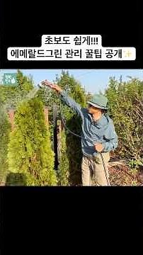 이것만 지켜도 싱그러움 유지 가능! 🌿#에메랄드그린 #정원관리 #가드닝팁 #에메랄드그린키우기 #식물관리 #조경수 #정원친구이오