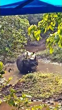 Chitwan National Park ,Nepal #jungle safari#tourist attraction