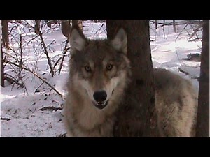 TRAPPING WOLVES! THE COW KILLER