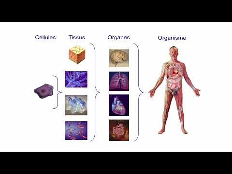 Alimentation et cancer : mythe ou réalité ?