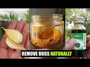 Best home remedy to remove bugs and insects on plants