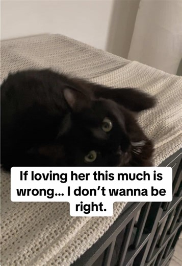 Evie: The Adorable Black Cat Queen