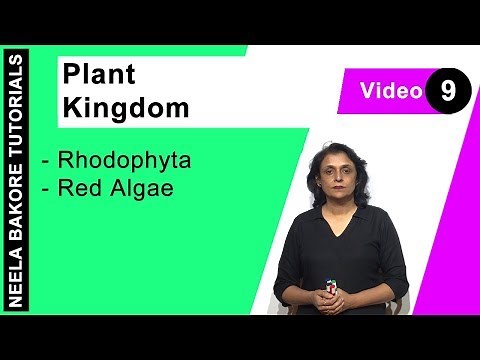 Plant Kingdom | NEET | Rhodophyta - Red Algae | Neela Bakore Tutorials