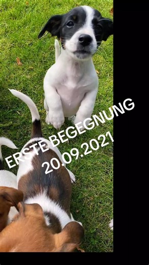 When we first met 20.09.21 #jackrussellterrier #lucy #puppy #doglove #hund