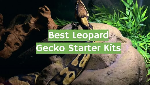 Top 5 Best Leopard Gecko Starter Kits [February 2026 Review] - ReptileProfy