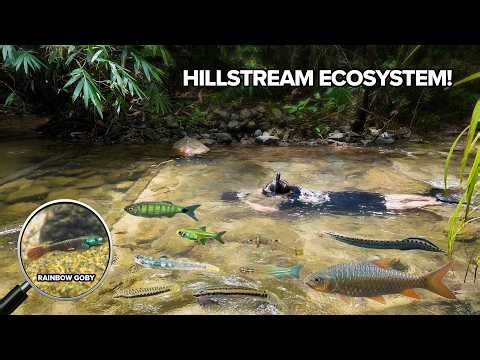 Thailand’s Rarest Goby? Hill Streams & Waterfalls | Exploring Southern Thailand EP2