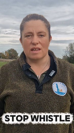 Building a positive stop whistle #suffolkspaniels #dogtraininginsuffolk #cockerspaniel #dogtraininginipswich #gundogtrainingsuffolk #gundogtraining #thespanielexperts | Whistle and Wag Dog Training