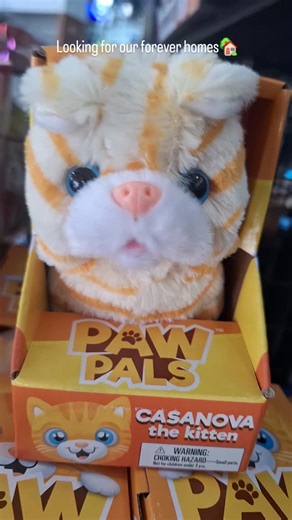 The Kite Connection on Reels