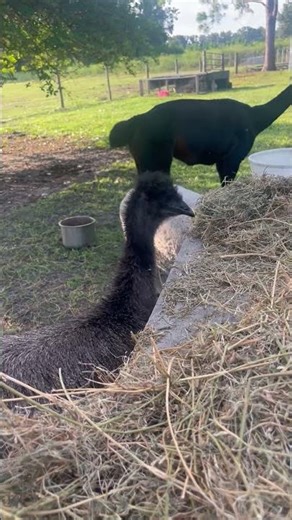 This Emu Love ❤️ Hay! #farmlife #emu #alpaca #lol