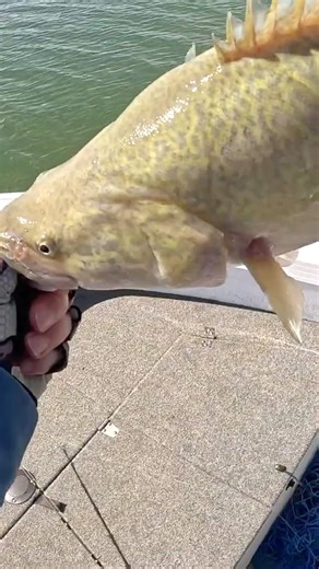 My First EVER Cairn Curran Murray Cod! 🏆