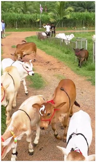 Friendliest Cows Ever 🐄 So Gentle & Happy #cow #fun #life #cute #now #joy #vid #fam #home #lol