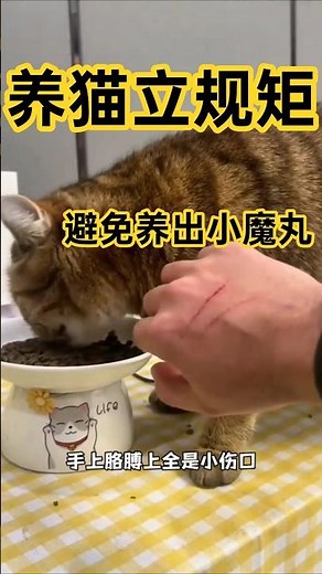 Don't hit your disobedient cat! 🐱 Use these training tips to make them well-behaved! #cat #cattra...