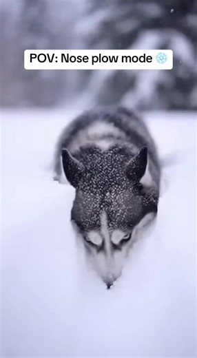 Husky's Funny Snow Plowing with Nose