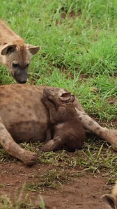5.8M views · 50K reactions | Watch as this Cute Hyena Cub plays on Safari. #hyena #wildlife #cute #nature #krugernationalpark | Kruger Gone Wild Safaris | Facebook