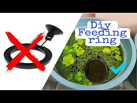 Make a floating fish feeder | Save your money | DIY Ring Feeder