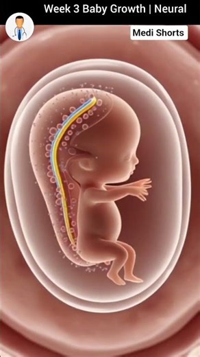 Week 3 Baby Growth | Neural Tube Formation Explained 🧠 | Medi Shorts