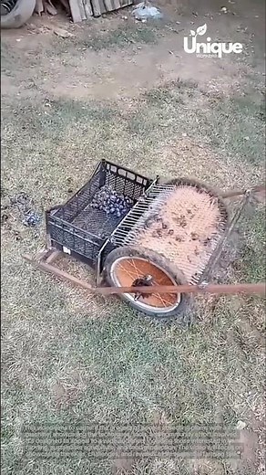 Collecting plums with a machine: people collecting plums with a machine