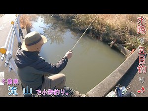 初めての水路で五目釣り♪ 6尺短竿は面白い～♪ 千葉県 流山で小物釣り。