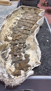 13K views · 5.2K reactions | How many fossils can you identify in this video? These specimens are currently being cleaned up in our Preparation Lab for research and display. To see more incredible items from our Collections, join our exclusive Behind the Scenes webcast on February 11 or 12. | Royal Tyrrell Museum of Palaeontology | Facebook