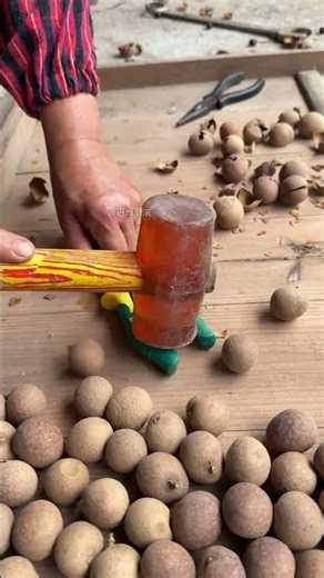 Tips for opening shells like chestnuts, nuts and longan can be easily mastered