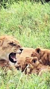 TURN UP! 🔊 Hear the true sound of a mother lion protecting her cubs! 🦁