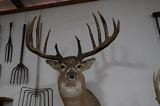 The Mel Johnson Buck: The Archery World Record That Has Stood for 50  Years and Counting
