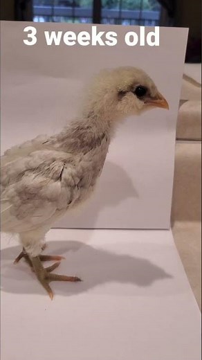 Easter Egger Chick to Adult Time-Lapse – Watch Her Grow! 🐣➡️🐔