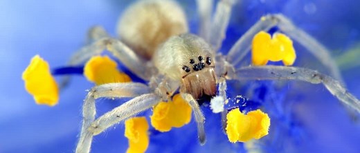 Yellow Sac Spider