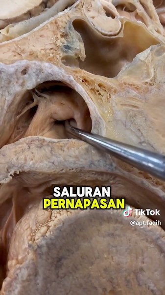 Mengapa Ingus Berwarna Hijau? Fakta Menarik yang Perlu Diketahui